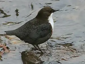 Photographie couleur d'un petit oiseau à la poitrine blanche, au bord de l'eau.