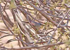 Description de l'image Cinderella Waxbill (Estrilda thomensis).jpg.