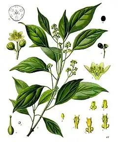 Description de l'image Cinnamomum_camphora_-_Köhler–s_Medizinal-Pflanzen-181.jpg.