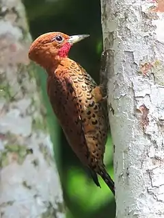 Description de l'image Cinnamon Woodpecker (Celeus loricatus) male.jpg.