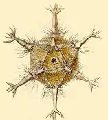 Circogonia icosahedra (Radiolaria), par Ernst Haeckel (1904), dans son ouvrage Kunstformen derNatur