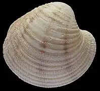 Circomphalus fordi