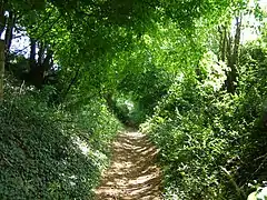 Sous bois sur le parcours du bois Groez