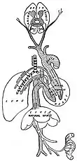 Schéma de la circulation du pneuma selon Galien, qui passe à travers le sang et forme les esprits.