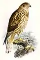 Lithographie de jeune busard pie par John Gerrard Keulemans