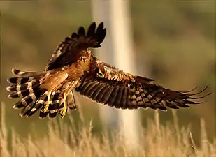 Vue d'un rapace brun prêt à se poser sur le sol, ailes et rémiges écartées.