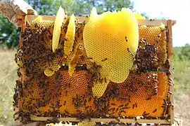 Image illustrative de l’article Cire d'abeille