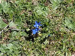 Gentiana verna