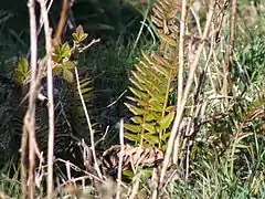 Polystichum lonchitis