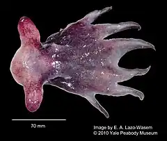 Description de l'image Cirroctopus (YPM IZ 049350) 002.jpeg.