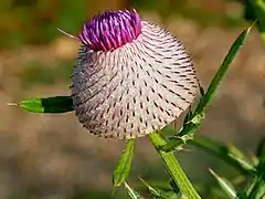 Cirsium eriophorum ; le diamètre de la fleur est d'environ 4 cm. Dans le parc national de Kozara (Bosnie-Herzégovine).