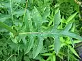 Feuille pennatipartite de Cirsium oleraceum