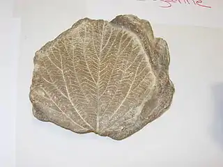 Cissus primaeva, vitaceae, Sézanne.
