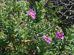 Ciste cotonneuxCistus albidus