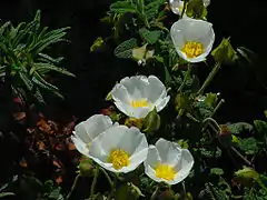 Ciste à feuilles de SaugeCistus salviifolius