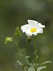 Photographie en couleurs d'une fleur aux cinq pétales blancs et au centre présentant des étamines jaune vif acidulé.