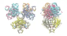 Image illustrative de l’article Citrate synthase