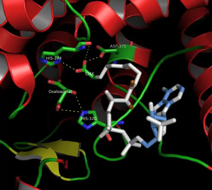 Site actif de la citrate synthase de coq bankiva, montrant les résidus impliqués dans le mécanisme réactionnel de l'enzyme (PDB 1CSI).