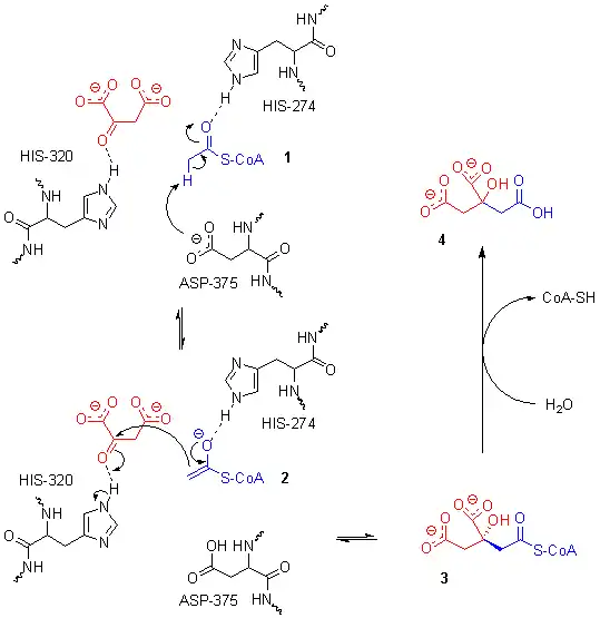 Mécanisme réactionnel de la citrate synthase.