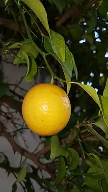 Yukou Citron Japonais