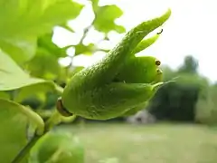 Citron déformé par acarien