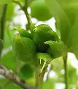 Attaque d'acariens des bourgeons