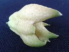 Citron mal formé
