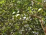 Citrus aurantifolia, plante hôte de Papilio andraemon