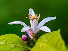 Fleurs de citronnier, l'une ouverte et l'autre fermée. Juin 2019.