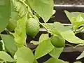 Citrons verts (Citrus aurantiifolia).