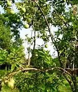 Citrus macroptera (« Papeda de Mélanésie »)