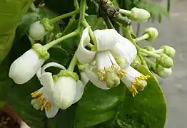 Fleurs de Citrus maxima 'Tahitien'.