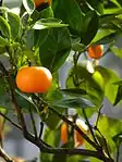 Citrus reticulata, plante-hôte de Papilio ornythion