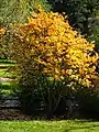 Feuillage d'automne (jardin botanique de l'Université de Wrocław)