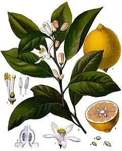 Description de l'image Citrus_x_limon_-_Köhler–s_Medizinal-Pflanzen-041.jpg.