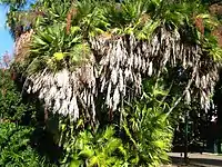 Acoelorrhaphe wrightii  (Arecaceae)