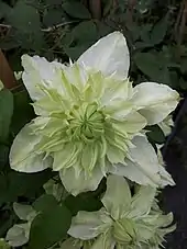 Clematis florida 'alba plena'