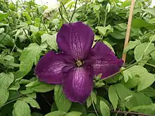 Clematis xjackmanii 'Zojapur'