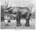 Éléphant et son gardien (jardin des Plantes).