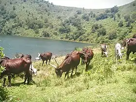 Région du Sud-Ouest (Cameroun)