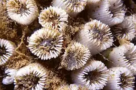 Cladocora caespitosa