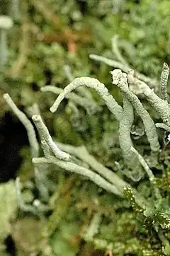 Description de l'image Cladonia.coniocraea.closeup.jpg.