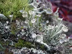 Description de l'image Cladonia digitata1.jpg.