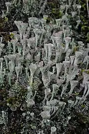 Apothécies de Cladonia fimbriata.