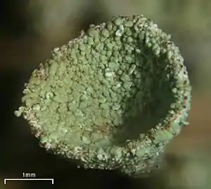 Apothécie verruqueuse de Cladonia pyxidata.