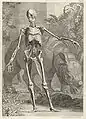 Clara à côté d'un squelette humain, gravure de Jan Wandelaar pour les Tabulae sceleti et musculorum corporis humani de Bernhard Siegfried Albinus.
