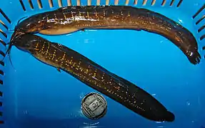 Clarias nieuhofii