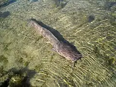 Clarias anguillaris