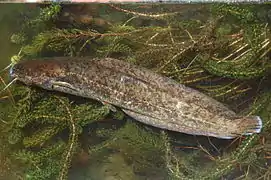 Clarias stappersii