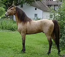 Un cheval champagne classique, visuellement très proche de l'isabelle.